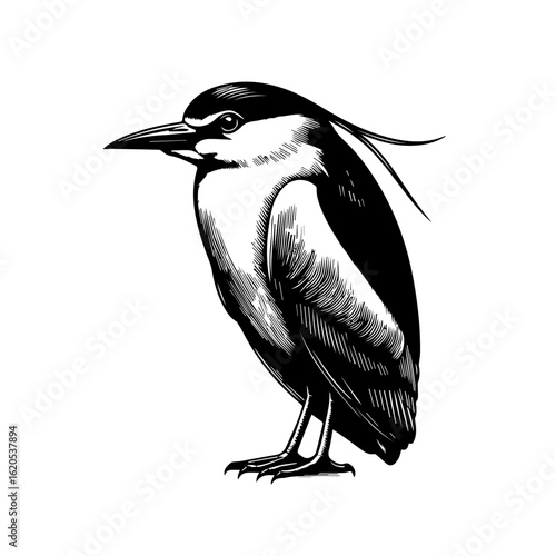 Black Crowned Night Heron Bird Illustration.