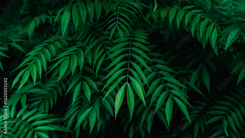 Fototapeta premium Natural Jungle Leaves Background,Green tropical leaves with natural texture and overlapping patterns. Ideal for backgrounds, eco-friendly concepts, or botanical designs.