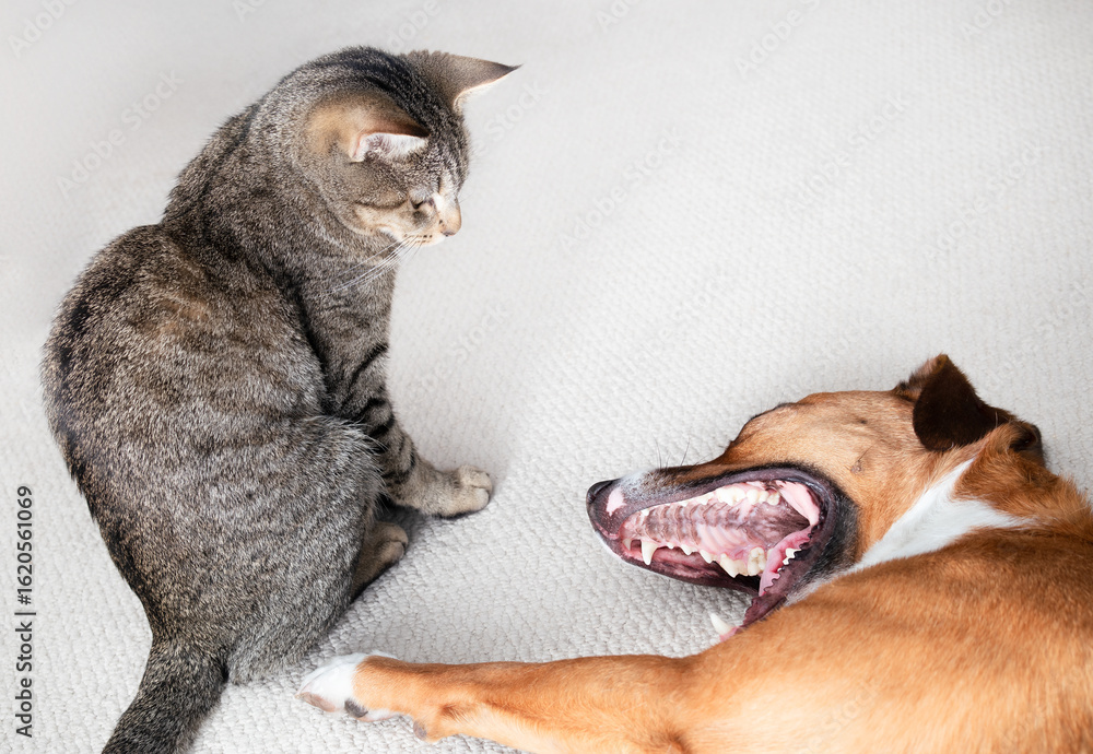 Obraz premium Relaxed cat and dog together on carpet. Cute tabby cat sitting next to dog with stretching, playing or yawning. Dog and cat coexist in multi-pet household. Female Harrier mix dog. Selective focus.