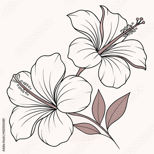 Two contoured hibiscus flowers elegantly showcase detailed petal and stamen features in a vector
