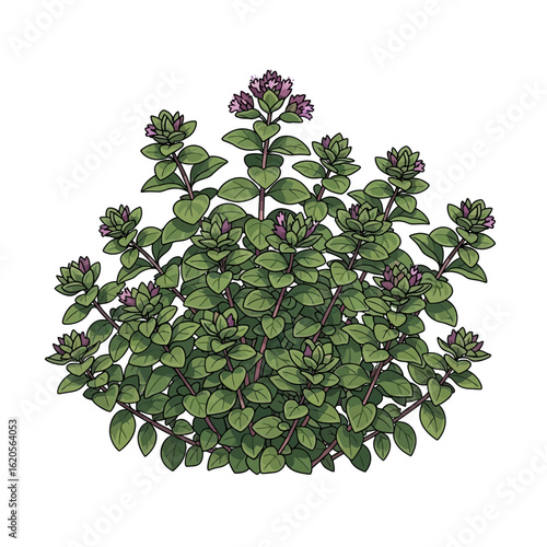 Oregano Plant – Aromatic Culinary Herb Vector Illustration