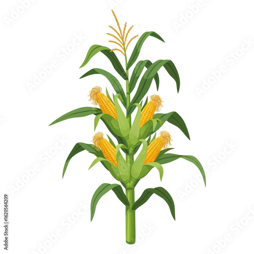 Realistic Corn Plant Vector — Maize Stalk with Ears & Green Leaves on White Background