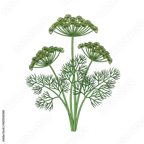 Dill Plant – Aromatic Herb with Umbel Flowers Vector Illustration