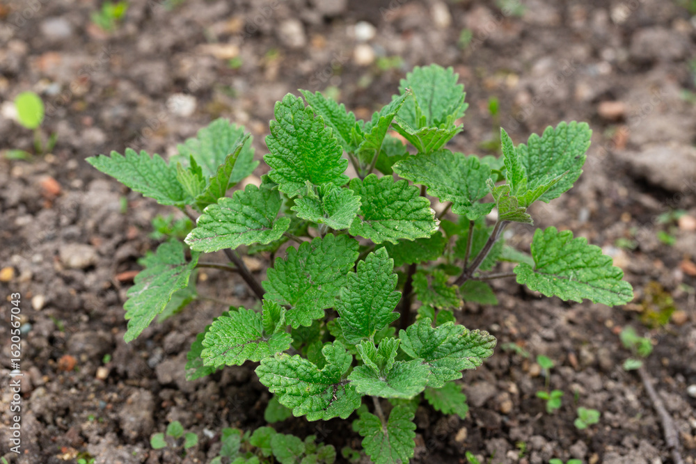 Obraz premium Napeta Cataria, Mint Family, Nepetalactone Cat Behavior, Happy Cat. A bush with green leaves grows in the garden.