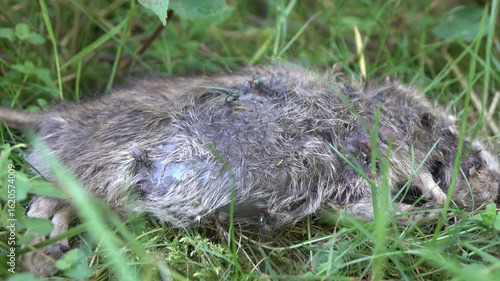 The dead body of the mouse on the grass of the park