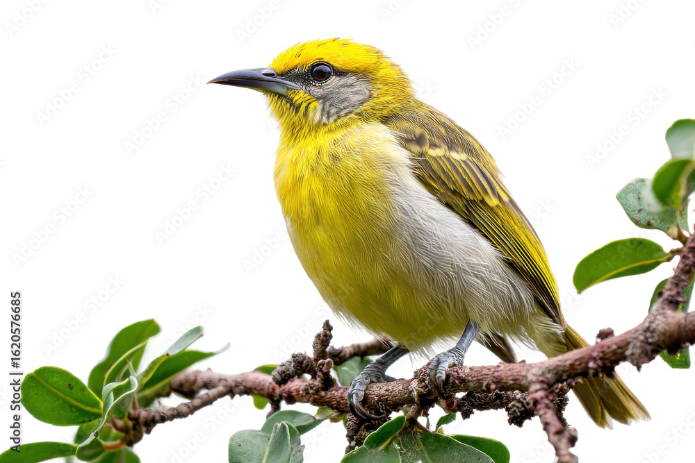 Obraz premium Vibrant yellow bird perched on branch nature scene close-up. Isolated on transparent background, png.