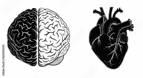 Brain and heart