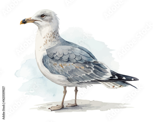 watercolor seagull vector illustration isolated on white background