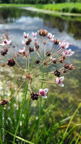 Umbrella plant (Butomus umbellatus) blooming by a serene water body with reflections