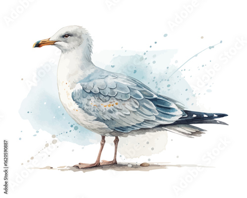 watercolor seagull vector illustration isolated on white background