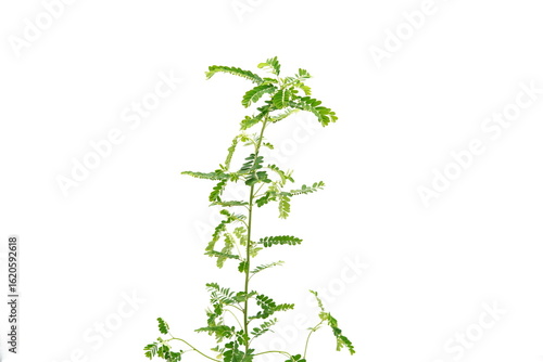Wallpaper Mural Phyllanthus niruri herb plant and other name, Seed-under-leaf, on a white background. Torontodigital.ca