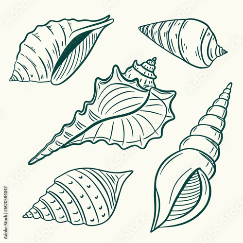 Collection of Different Seashells on Sandy Beach Close Up