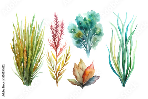 set of watercolor Sea Grass vector illustration isolated on white background