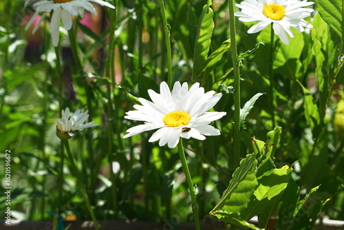 White daisy (Bellis perennis) in the countryside around Marradi, Tuscany, Italy