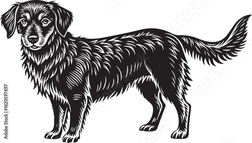 border collie dog