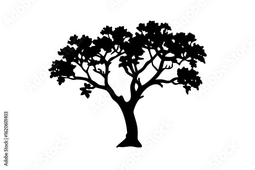 Silhouette of an Ancient Frangipani Tree frangipani tree silhouette