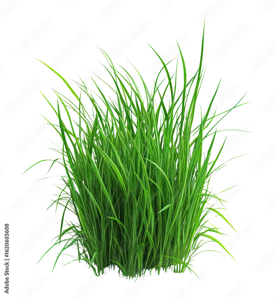 Fototapeta premium PNG Bold green grass patch vegetation background botanical.