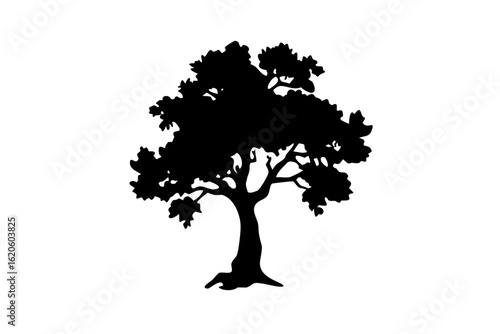 Ancient Buckeye Tree Silhouette ancient tree nature