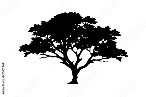 Ancient Elm Tree Silhouette ancient tree nature