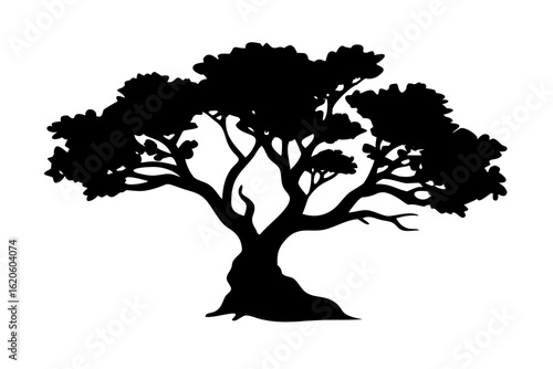 Ancient Olive Tree Silhouette on White ancient tree