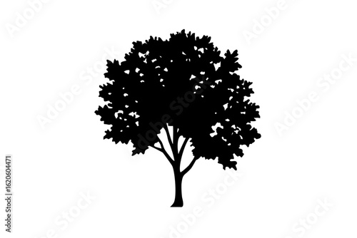 Blooming Elm Tree Silhouette spring nature