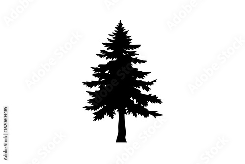 Silhouette of a giant ancient redwood tree ancient tree