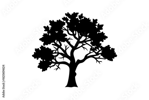Silhouette of an Ancient Linden Tree ancient tree nature