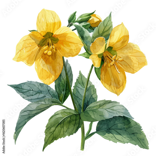 Yellow Archangel Flower, watercolor clipart vector, isolated on a white background.