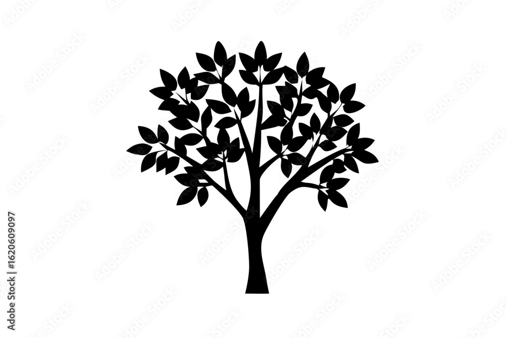 Obraz premium Blooming Silverleaf Tree Silhouette nature