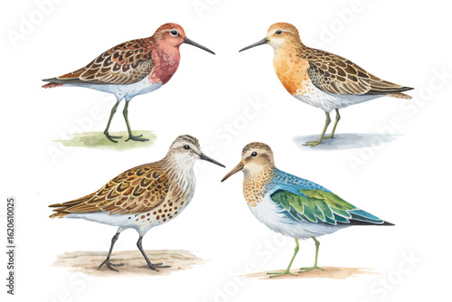 set of watercolor sandpiper vector illustration isolated on white background