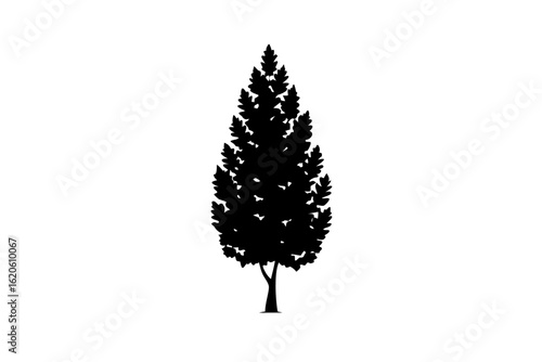 Silhouette of a blooming poplar tree on a white background