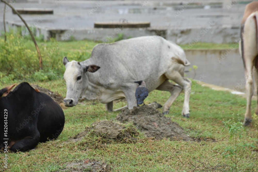 A House Crow (Corvus splendens) perches on the head of a resting Zebu cow, showing a symbiotic relationship in rural Bangladesh. A House Crow (Corvus splendens) perches on the head of a resting Zebu cow, showing a symbiotic relationship in rural Bangladesh.