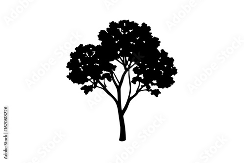 Blooming Rowan Tree Silhouette on White blooming tree