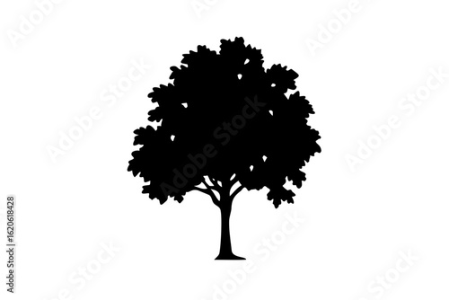 Blue Beech Tree Silhouette on White Background nature