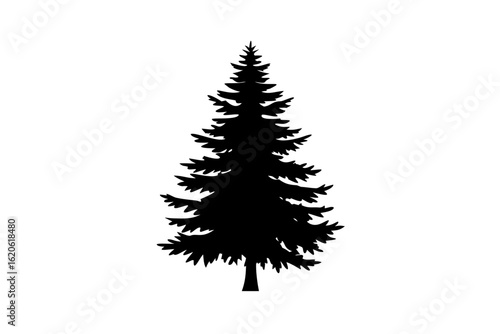 Blue Cedar Tree Silhouette on White Background evergreen tree