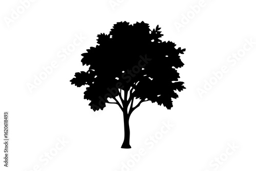 Blue Chestnut Tree Silhouette nature