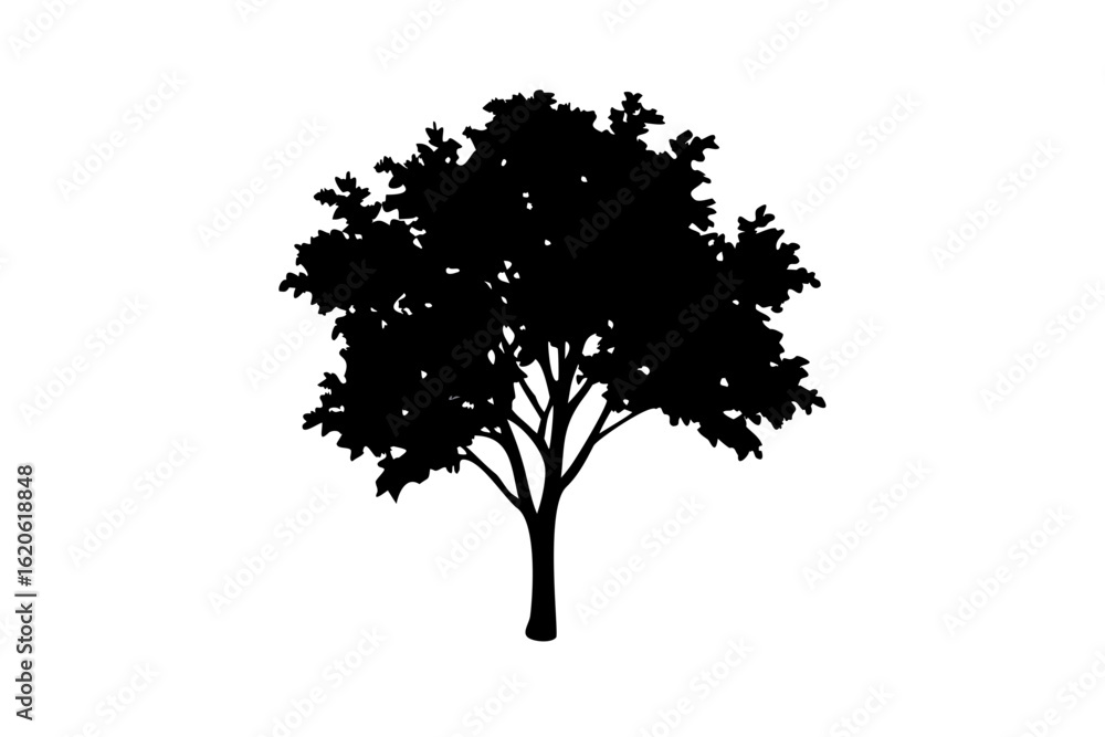 Fototapeta premium Zelkova tree silhouette with blooming branches on white