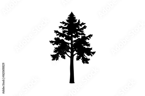 Silhouette of a blooming sequoia tree on a white background