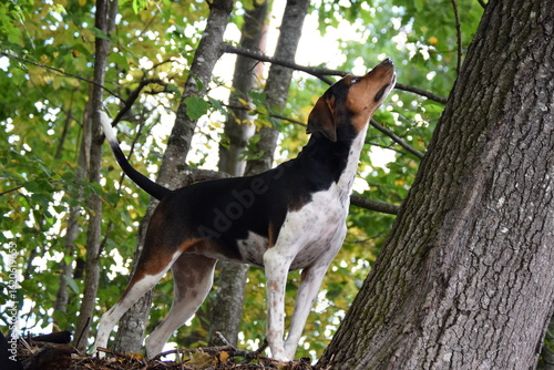 Treeing Walker Coonhound