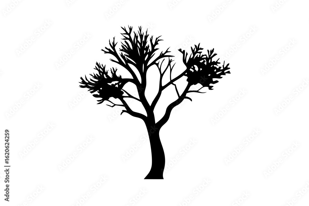 Obraz premium Desert Koa Tree Silhouette on White Background plant