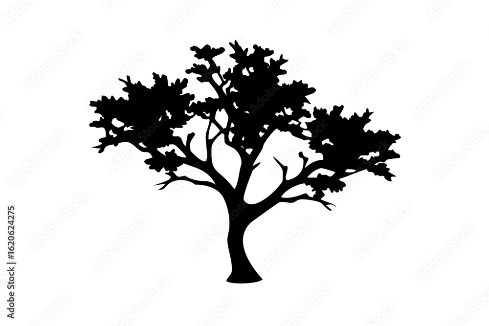 Obraz premium Desert Hornbeam Tree Silhouette nature
