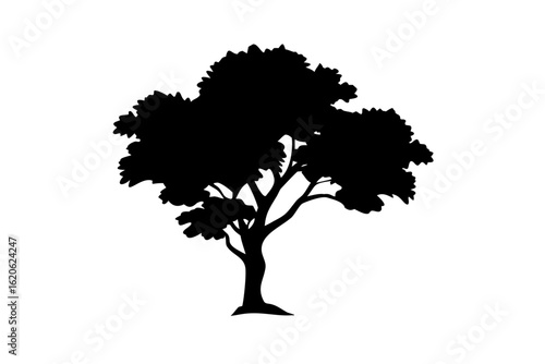 Desert Hickory Tree Silhouette nature
