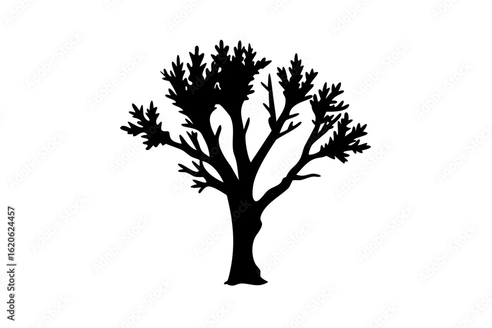 Fototapeta premium Desert poplar tree silhouette on white background arid