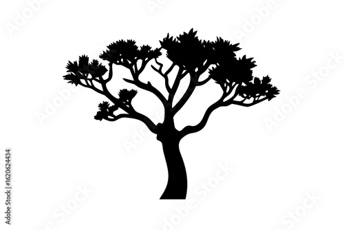 Desert olive tree silhouette on white background vector