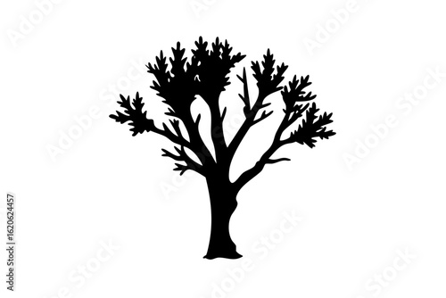 Desert poplar tree silhouette on white background arid