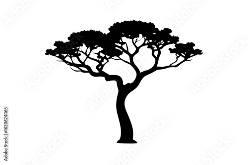 Desert Persimmon Tree Silhouette on White plant nature