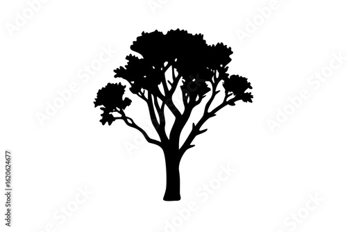 Desert Sycamore Tree Silhouette on White Background