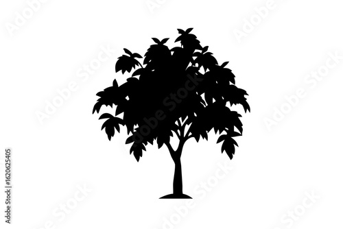 Dwarf Mango Tree Silhouette fruit tree tropical fruit