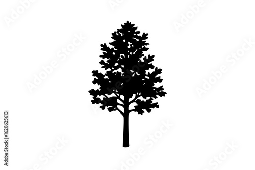 Dwarf poplar tree silhouette on white background