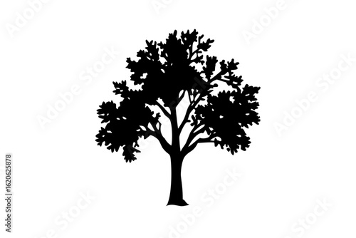 Dwarf Sycamore Tree Silhouette dwarf tree nature